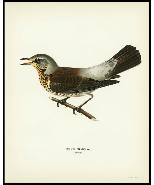 Turdus Pilaris Poster