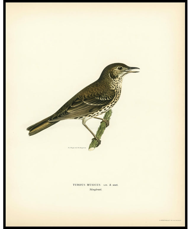 Turdus Usicus Poster