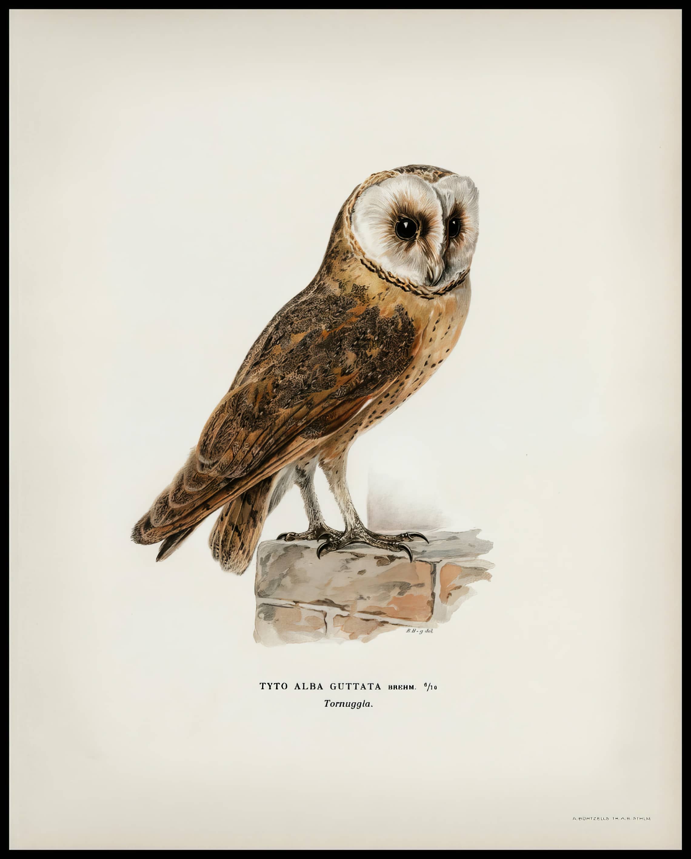 Tyto Alba Guttata Poster