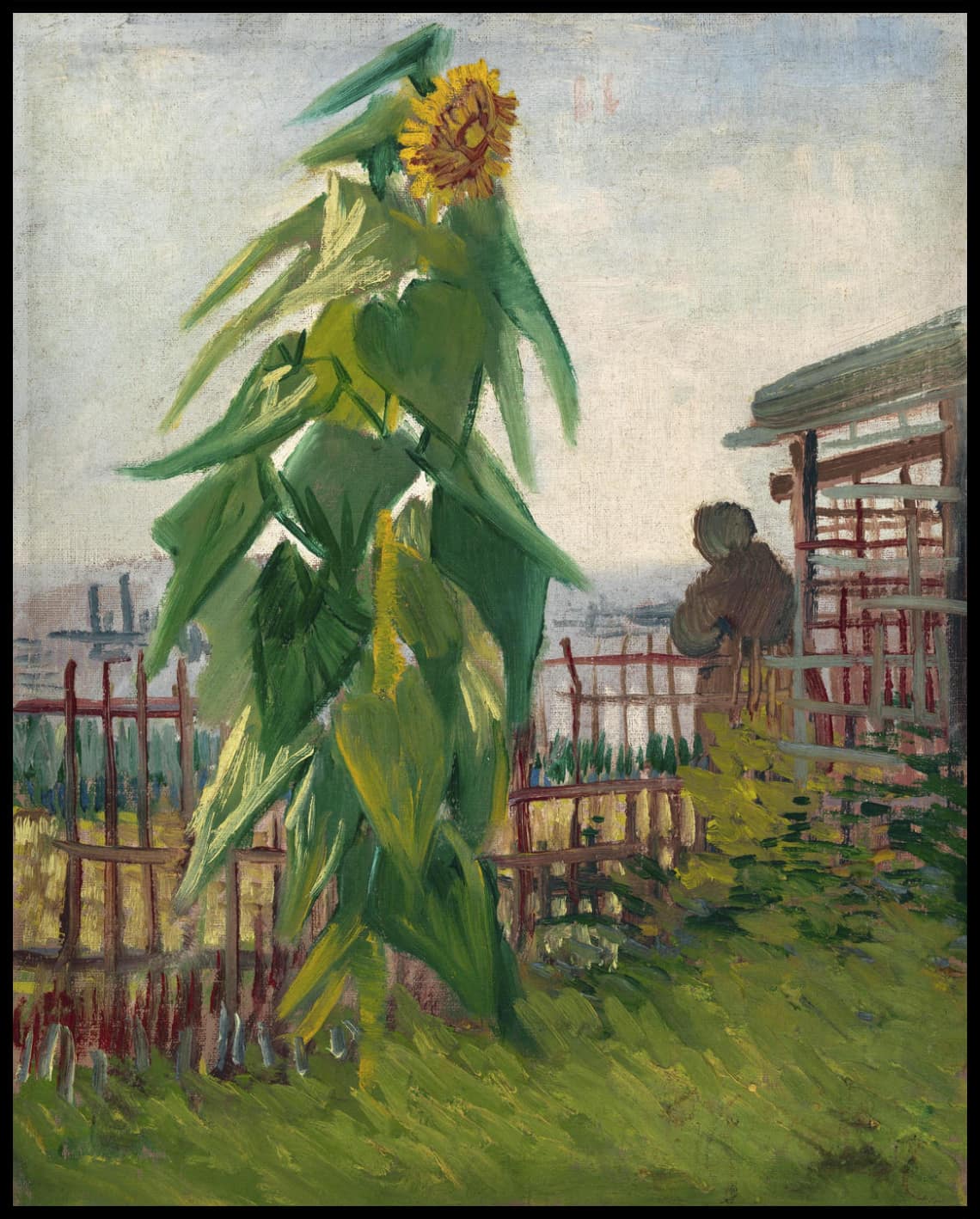 Allotment with Sunflower