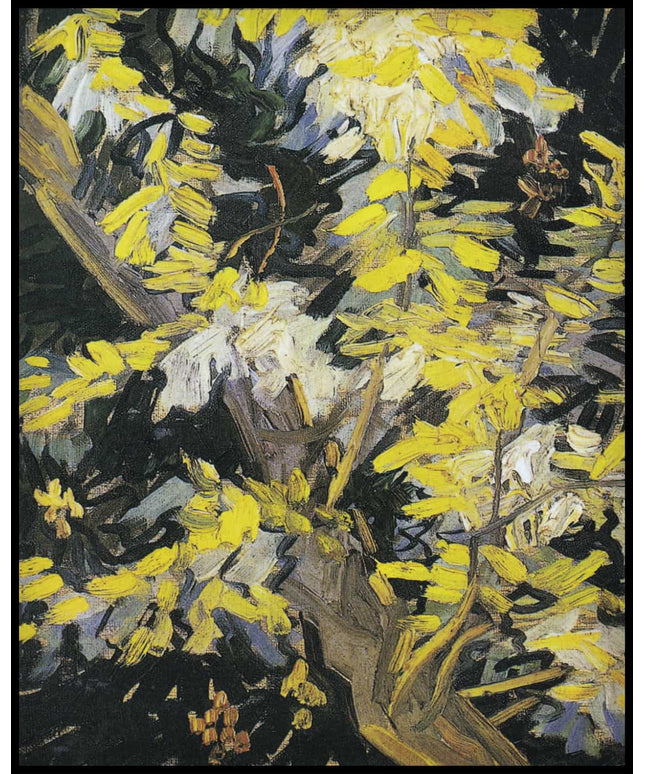 Blühender Akazienzweig