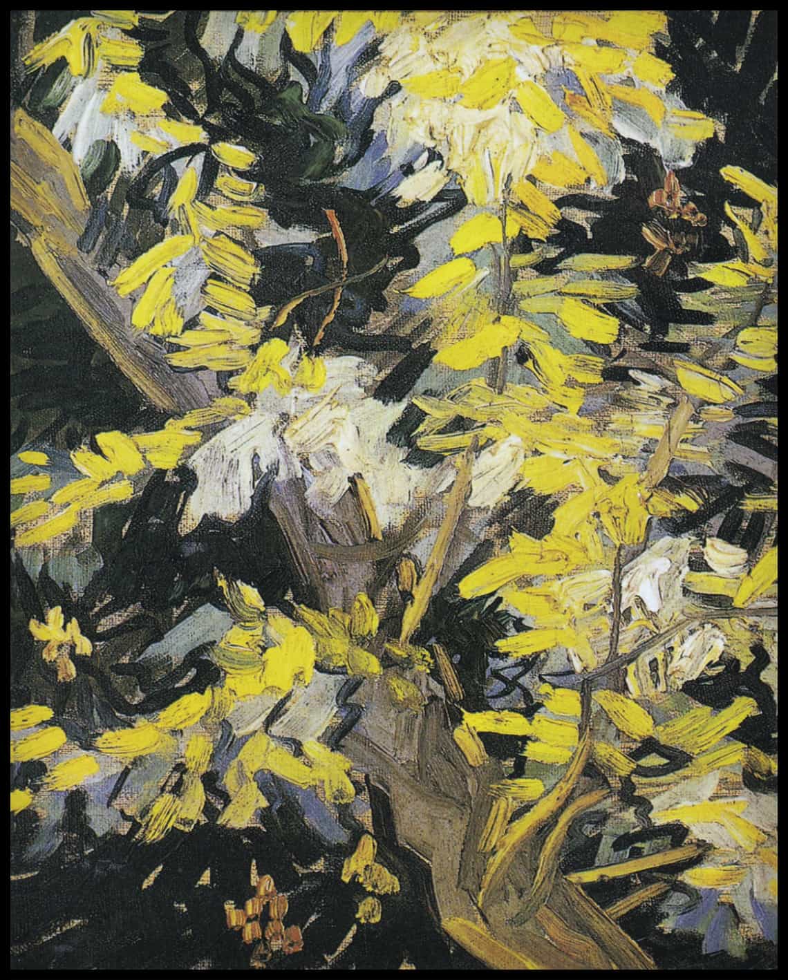 Flowering acacia branch