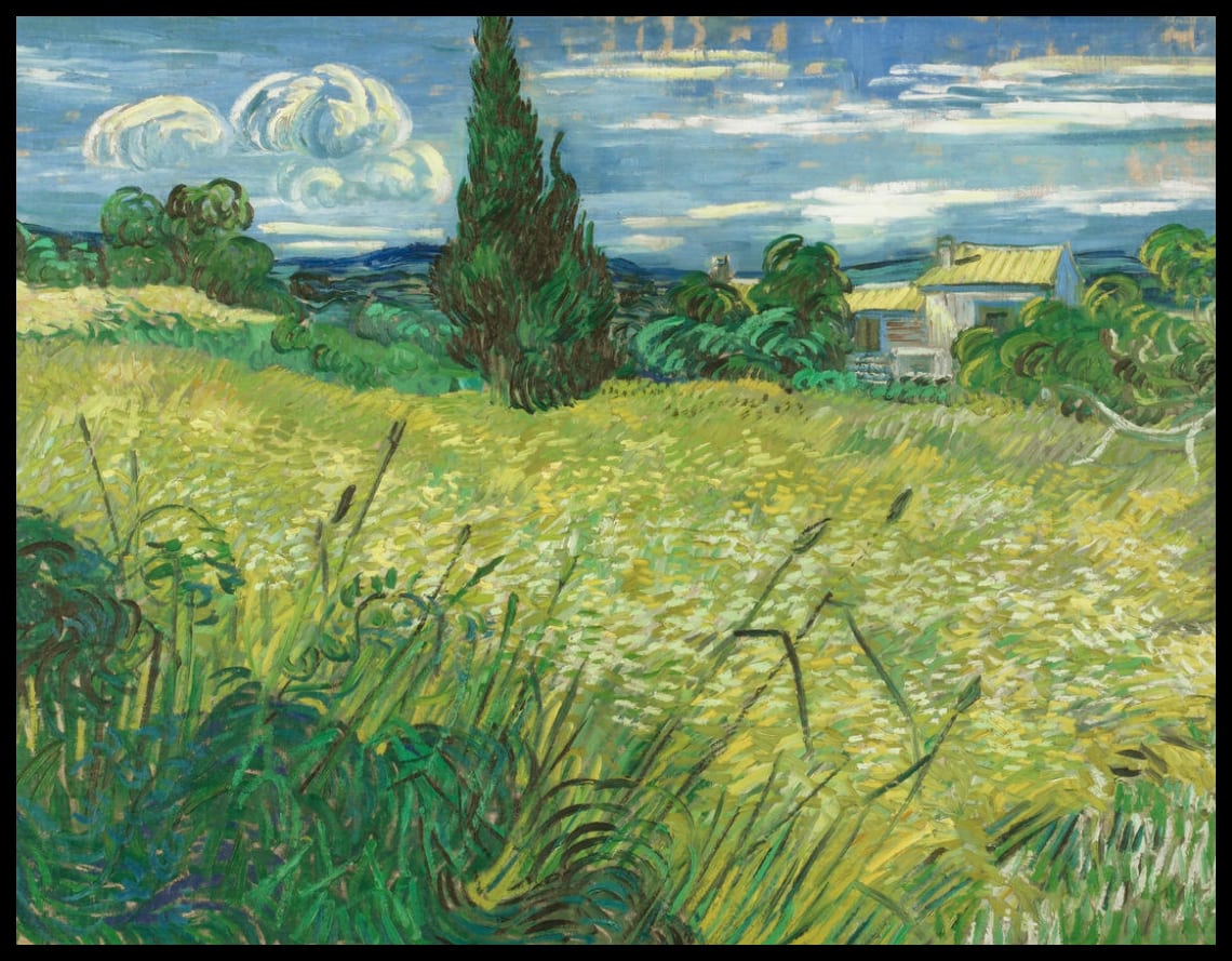 Green wheat field with cypress