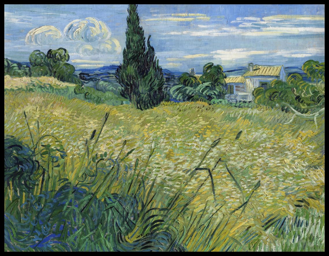 Green wheat field with cypress