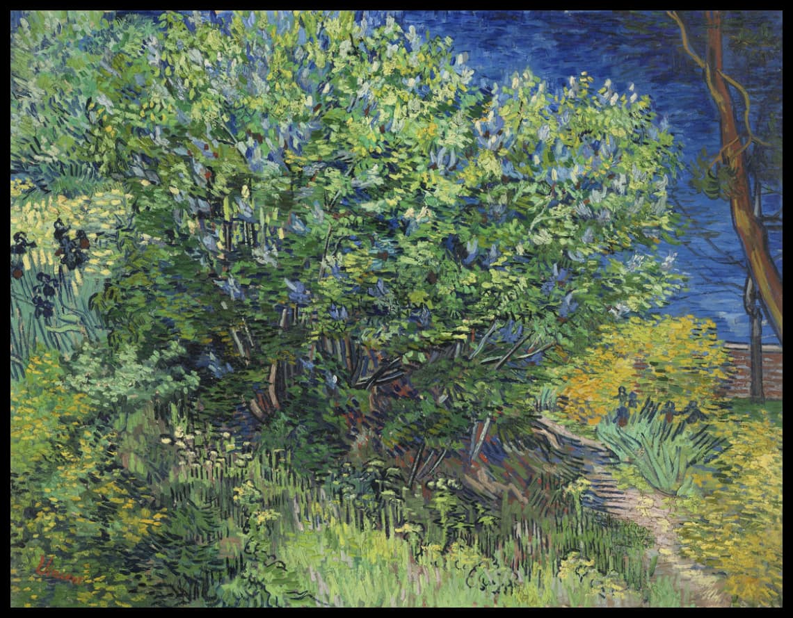 Lilac bush