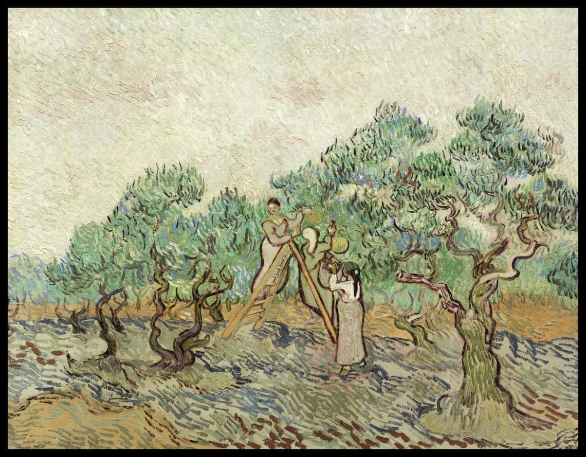 The Olive Orchard