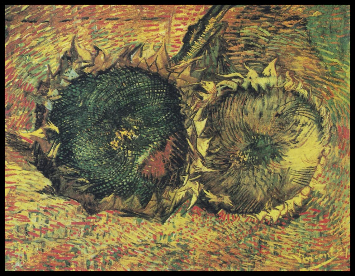 Two cut sunflowers