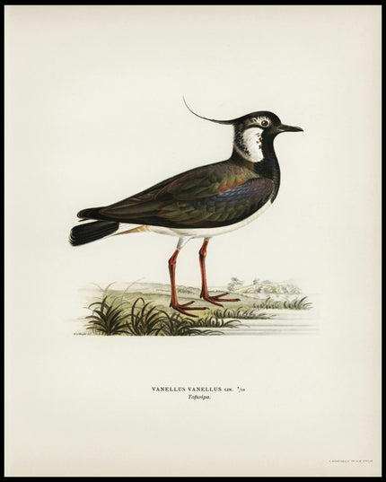 Vanellus Vanellus Poster