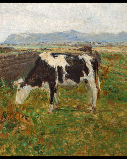 A grazing cow on rolling fields in Svinkløv