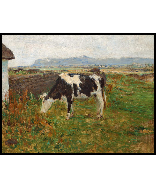 A grazing cow on rolling fields in Svinkløv