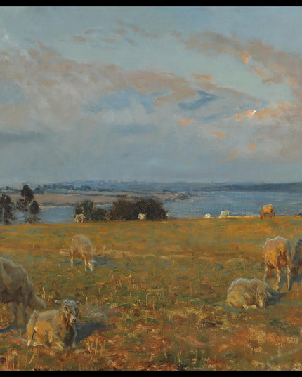 Hindgavl's sheep on the hills by the Little Belt. Late summer afternoon