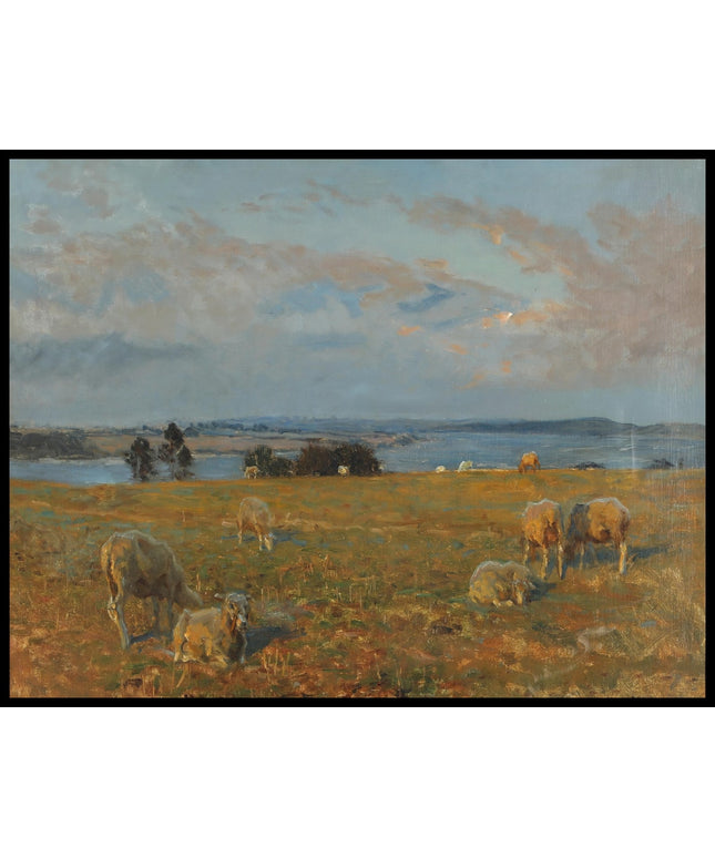 Hindgavl's sheep on the hills by the Little Belt. Late summer afternoon