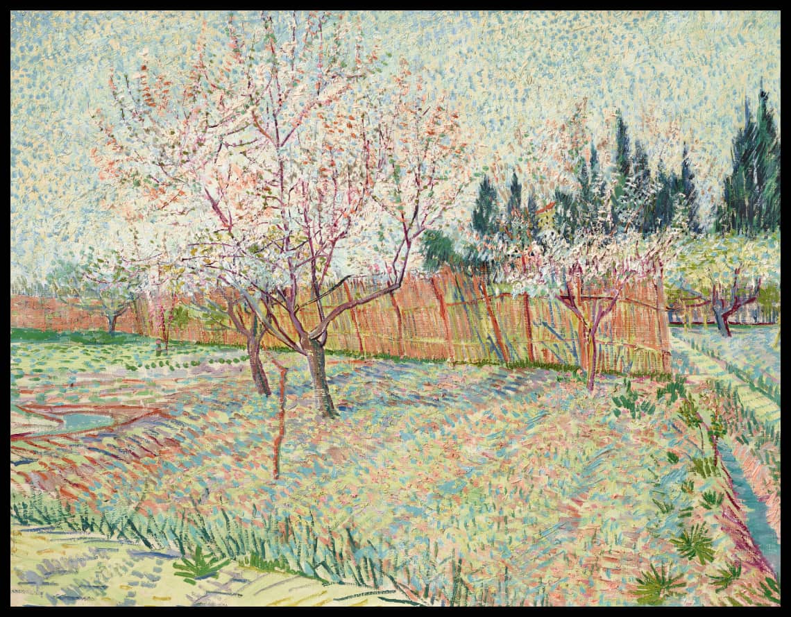 Verger avec cyprès
