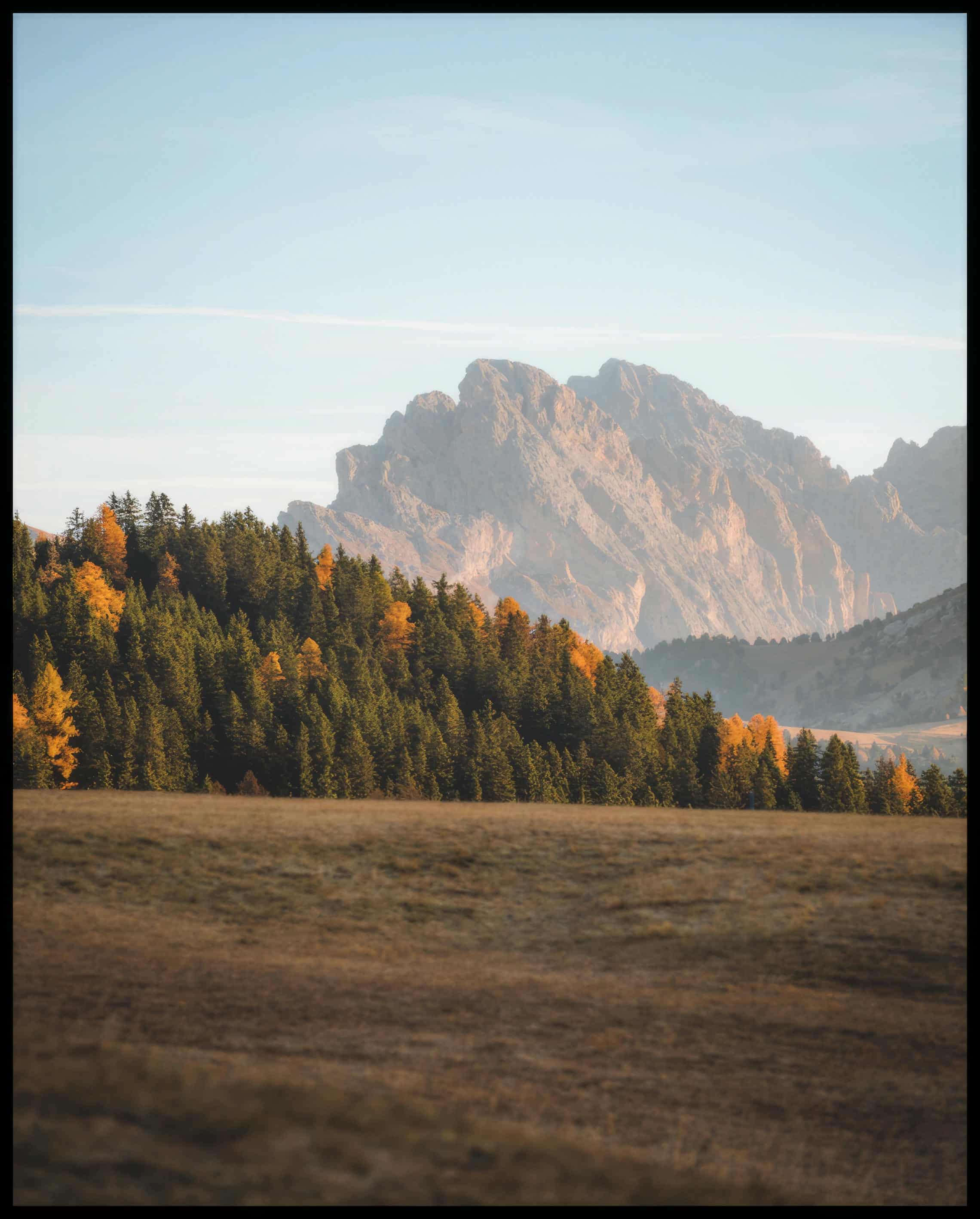 Ein Poster von einem dichten Waldstück in einer kargen Berglandschaft.