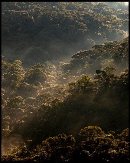 Ein Poster vom Sonnenaufgang über einem dichten Wald.