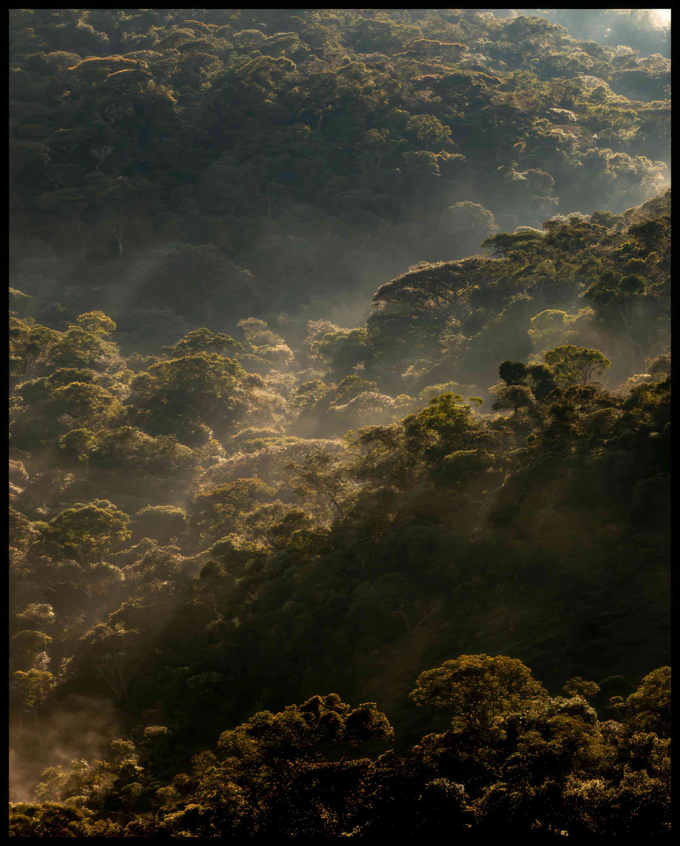 Ein Poster vom Sonnenaufgang über einem dichten Wald.