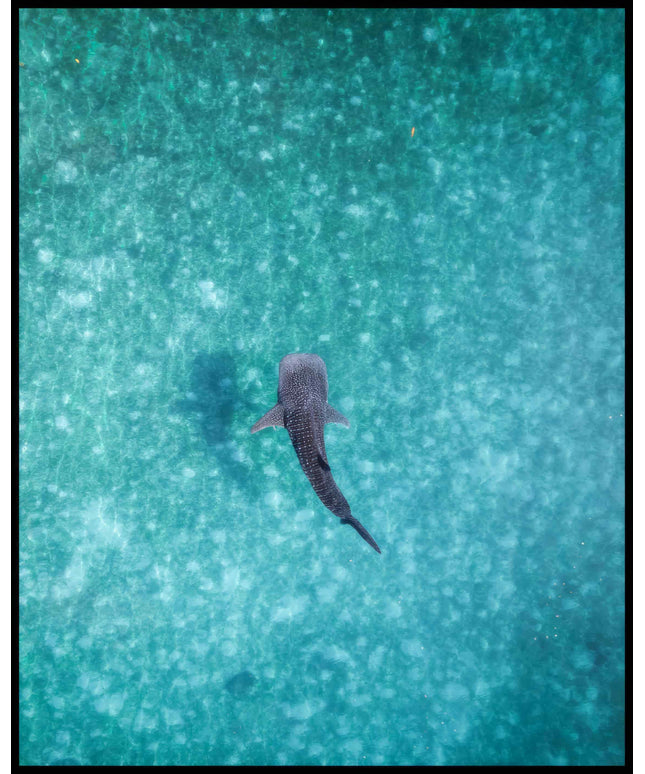 Ein Poster von einem Walhai in hellblauem, durchsichtigem Meerwasser.