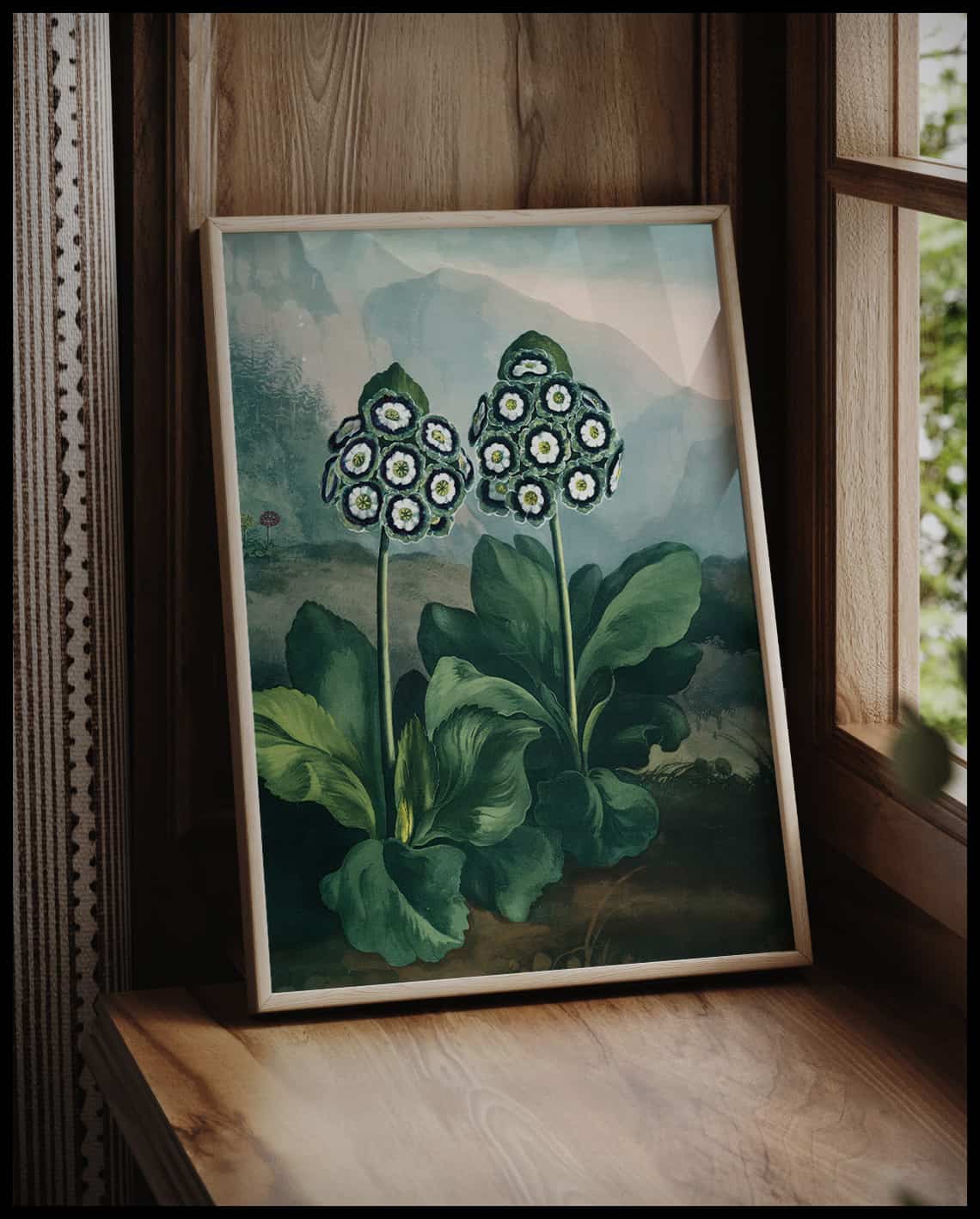 Group Of Auriculas