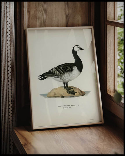 Branta Leucopsis Poster