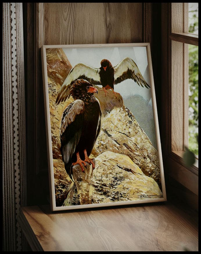 Bateleur Eagle