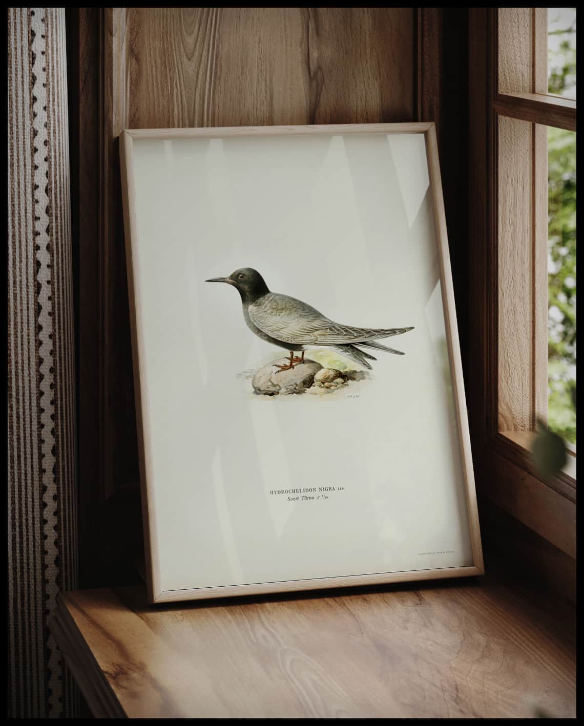 Hydrochelidon Nigra Poster