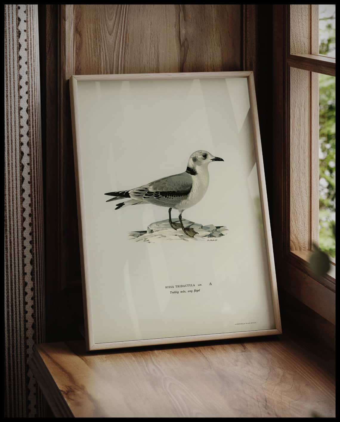 Rissa Tridactyla Poster