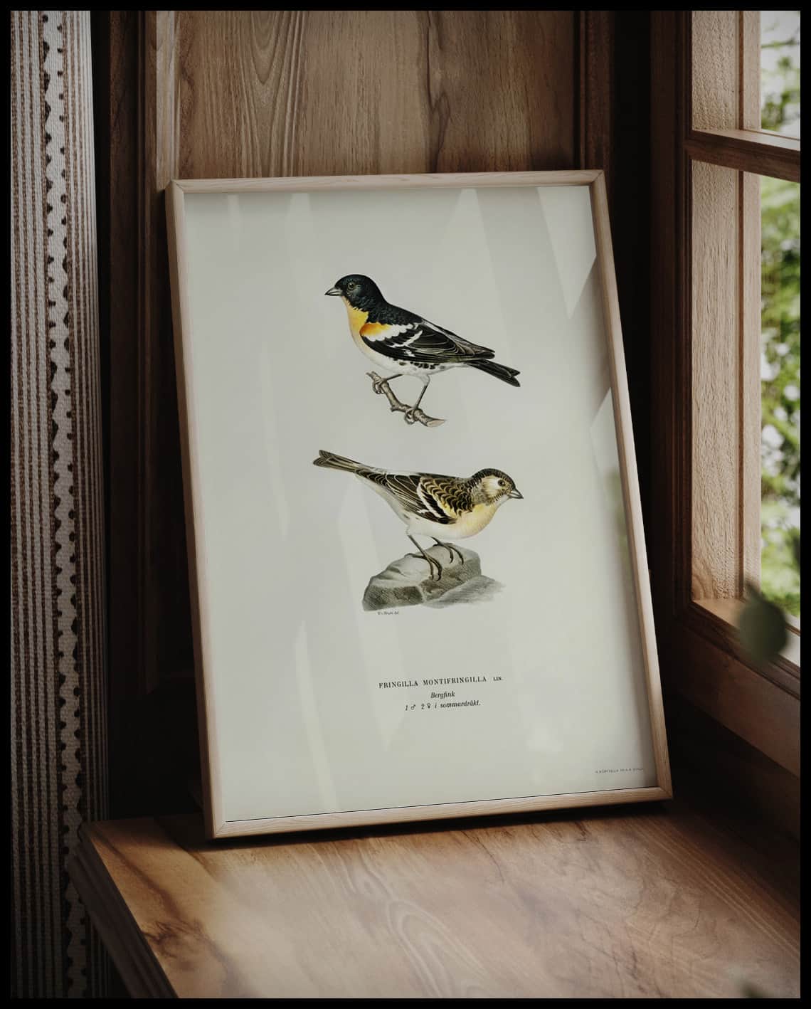 Fringilla Montifringilla Poster
