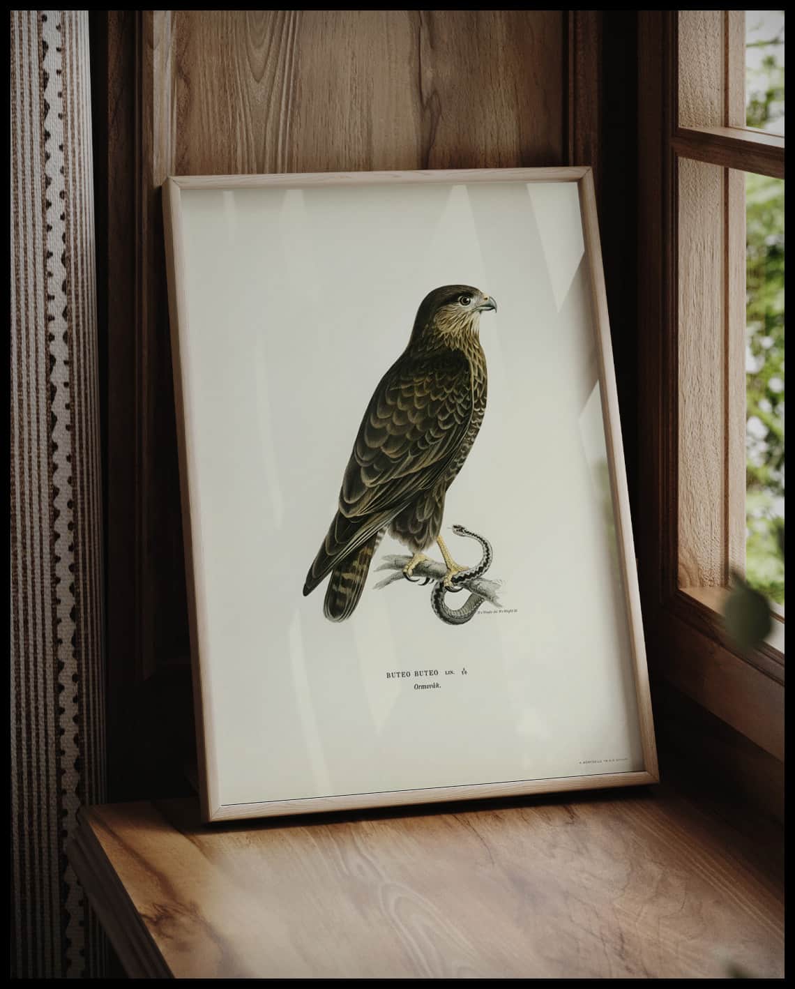 Buteo Buteo Poster
