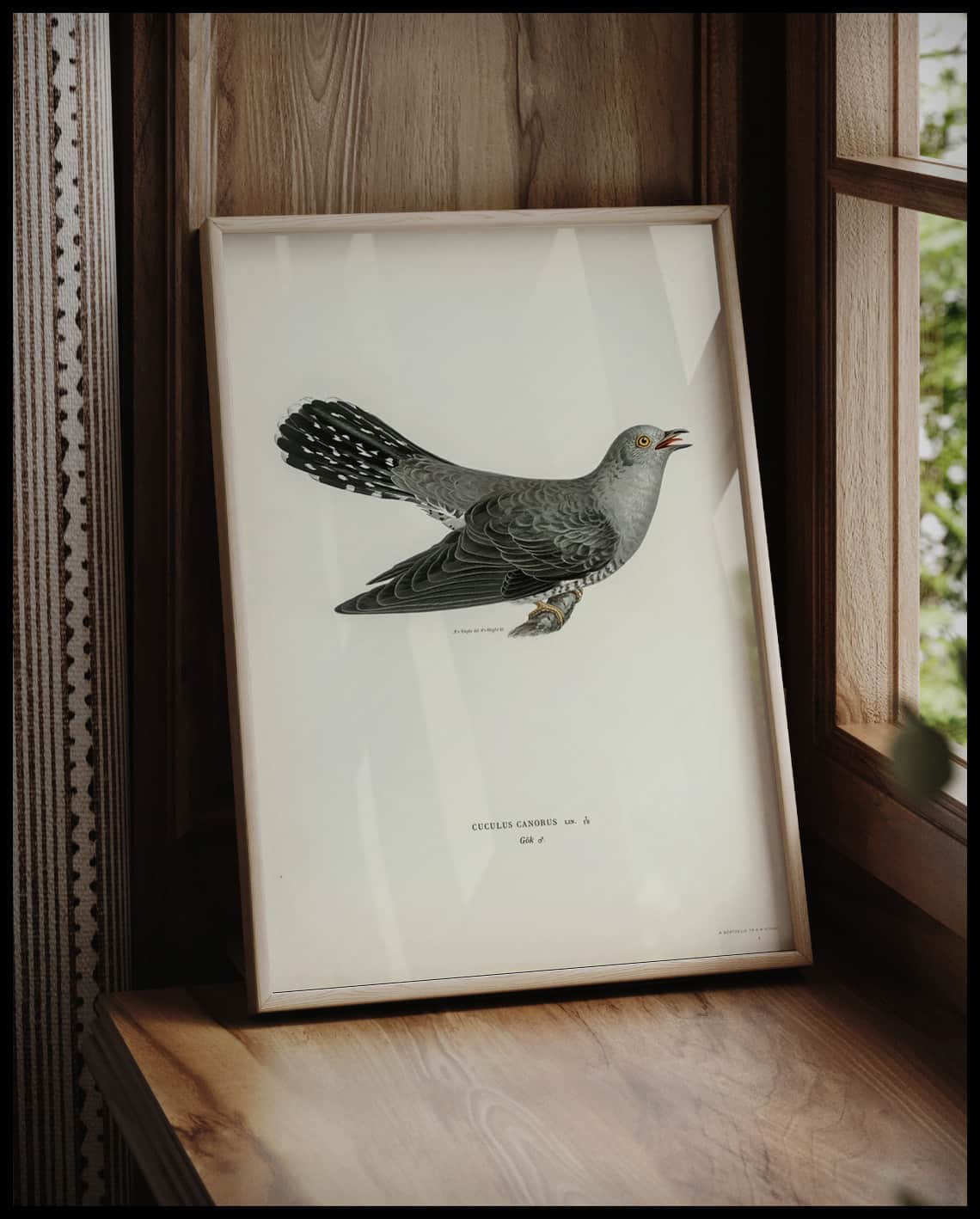 Cuculus Canorus Poster