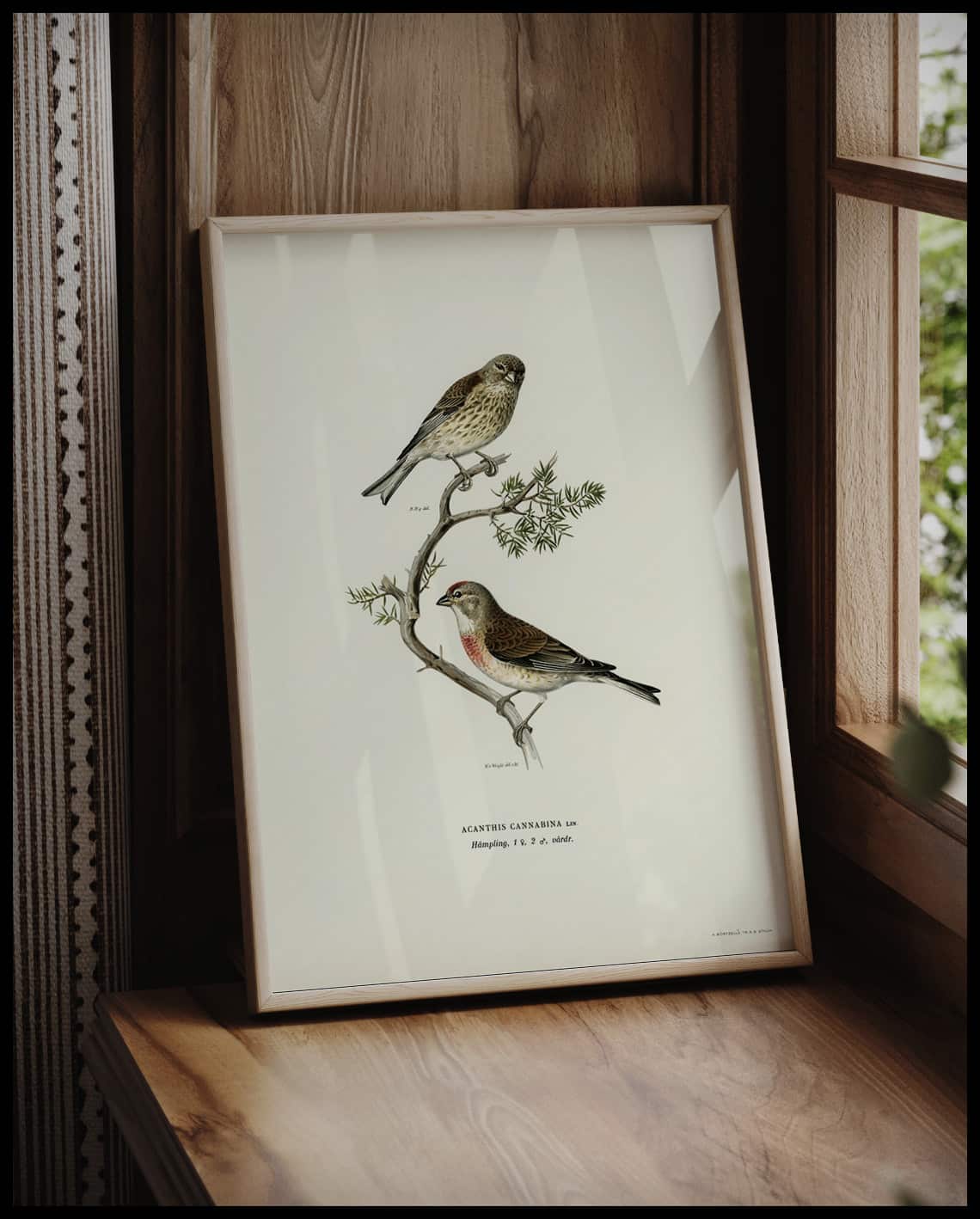 Acanthis Cannabina Poster