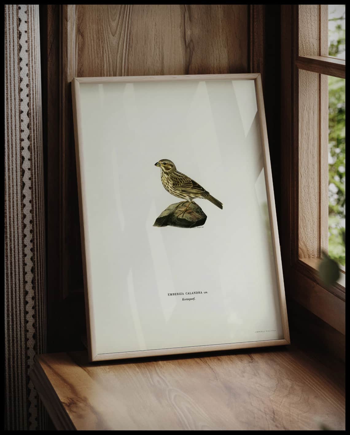 Emberiza Carlandra Poster