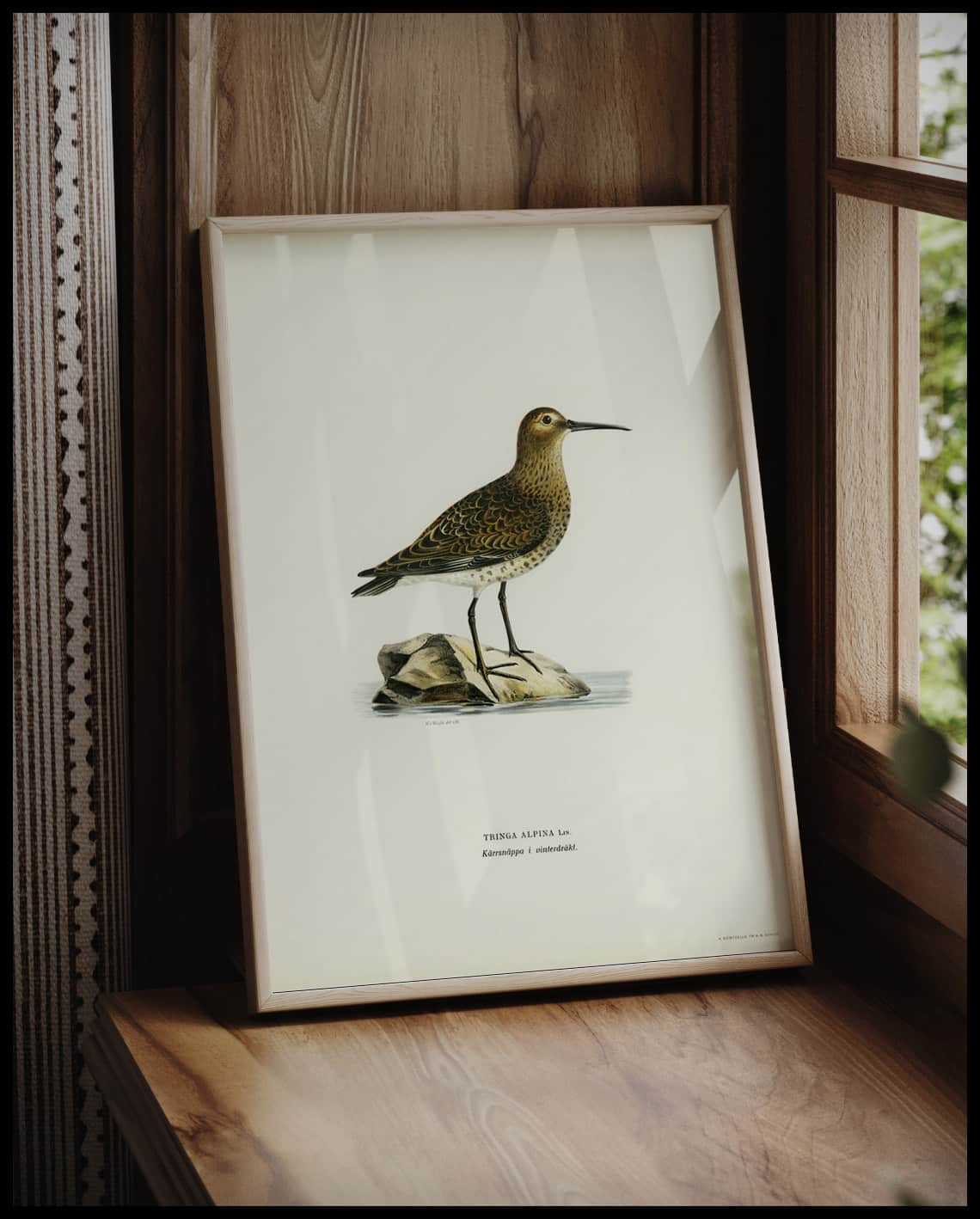 Tringa Alpina Poster