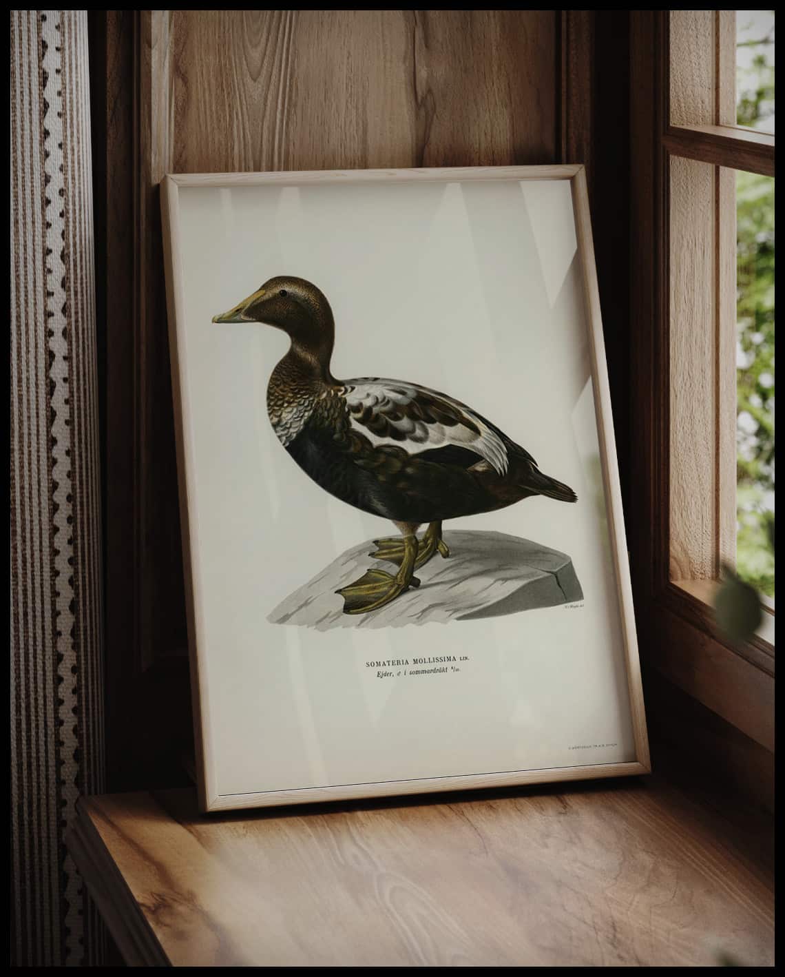 Somateria Mollissima Poster