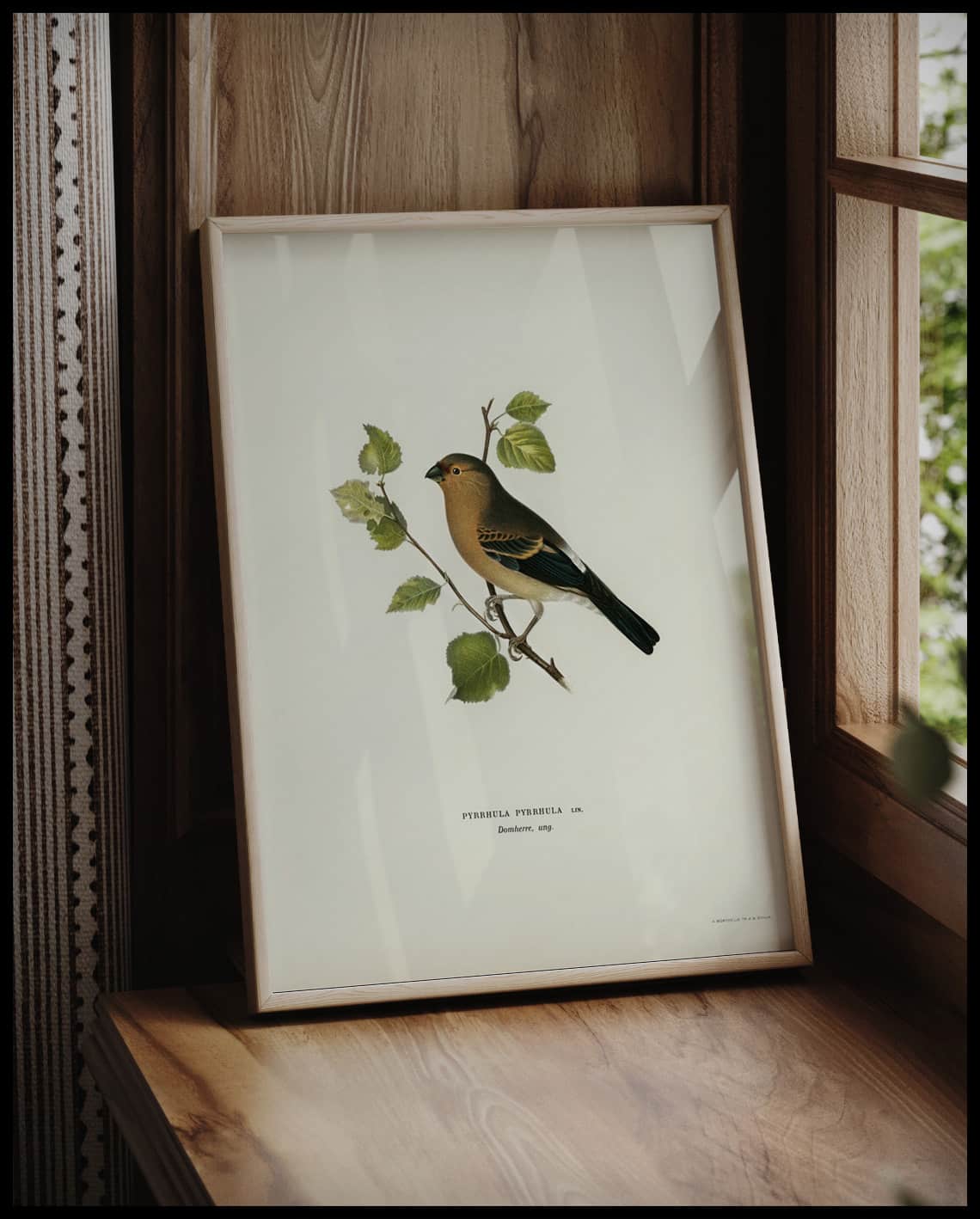 Pyrrhula Pyrrhula Poster
