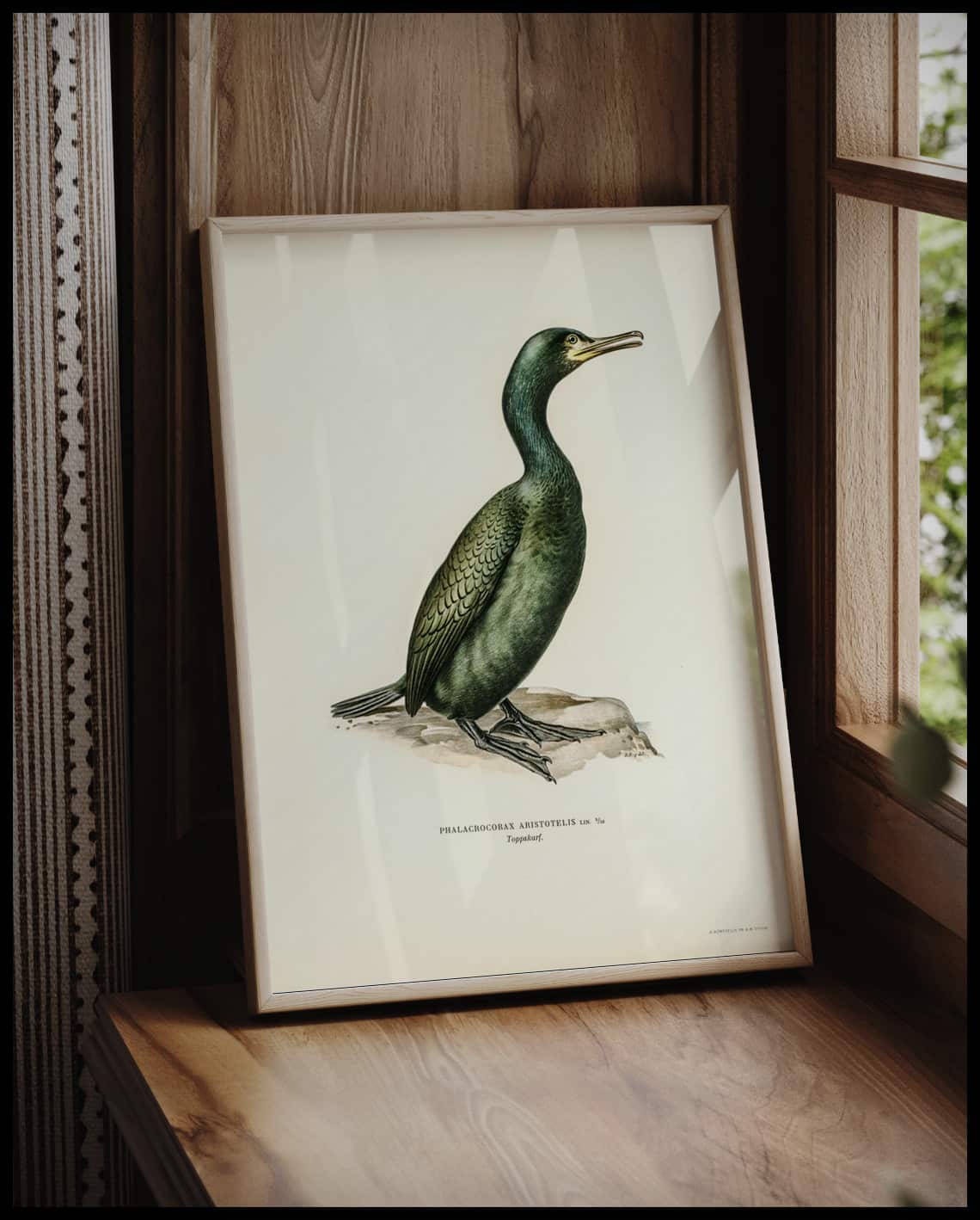 Phalacrocorax Aristotelis Poster