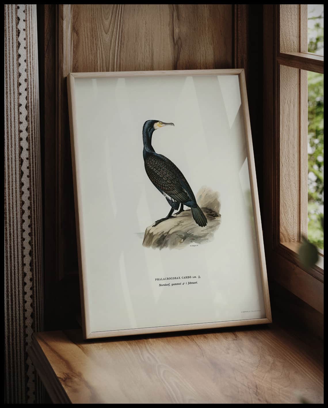 Phalacrocorax Carbo Poster