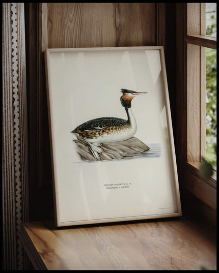 Podiceps Cristatus Poster