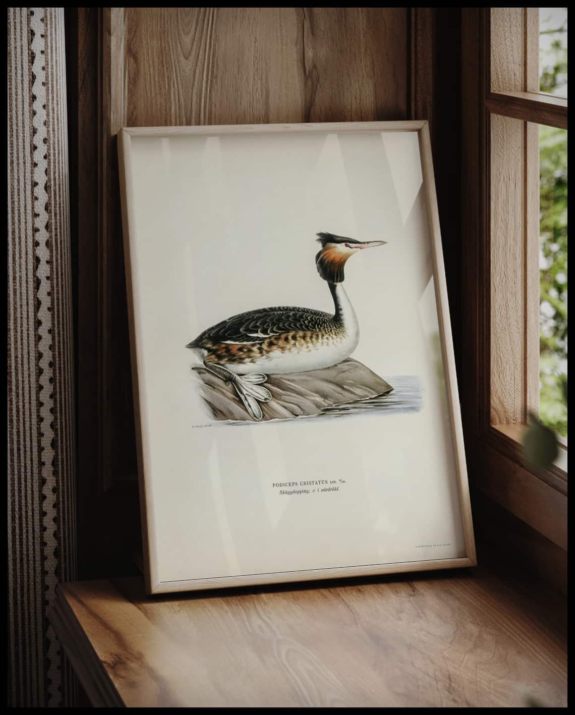 Podiceps Cristatus Poster