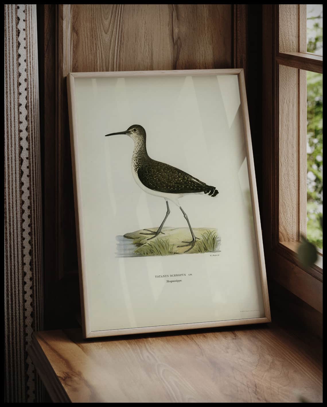 Totanus Ochropus Poster