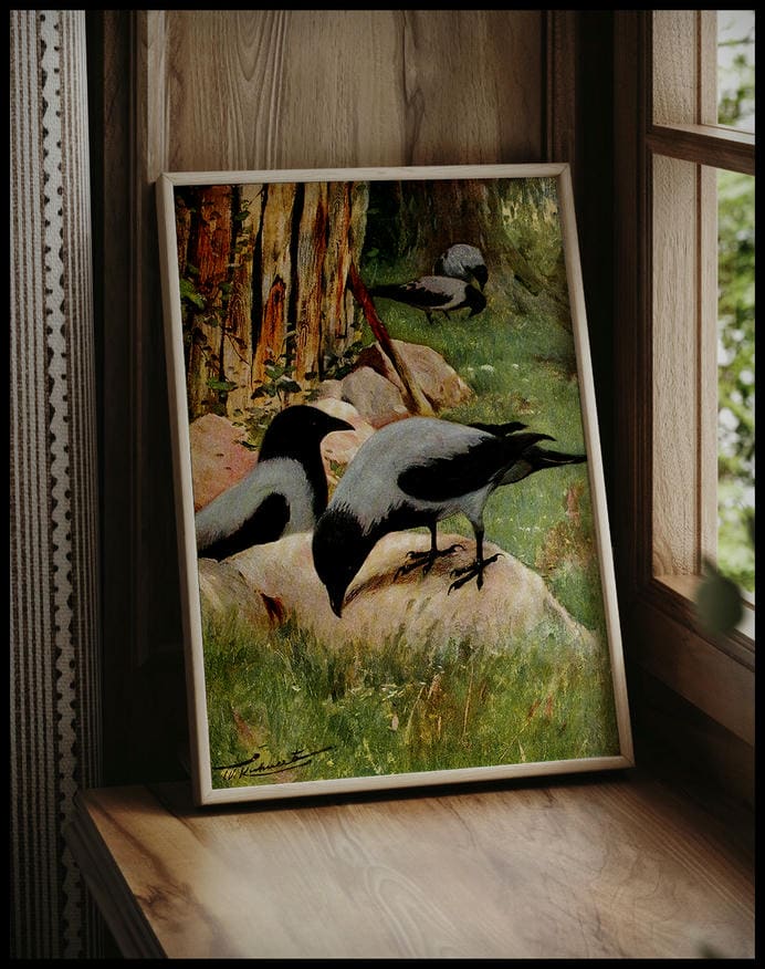 Hooded Crow