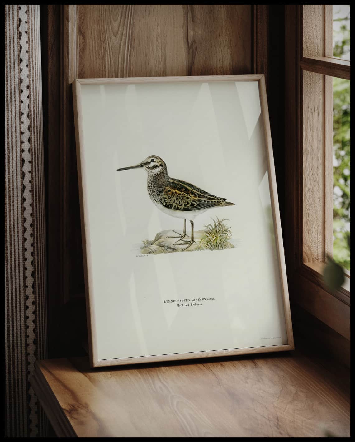 Lymnocryptes Minimus Poster
