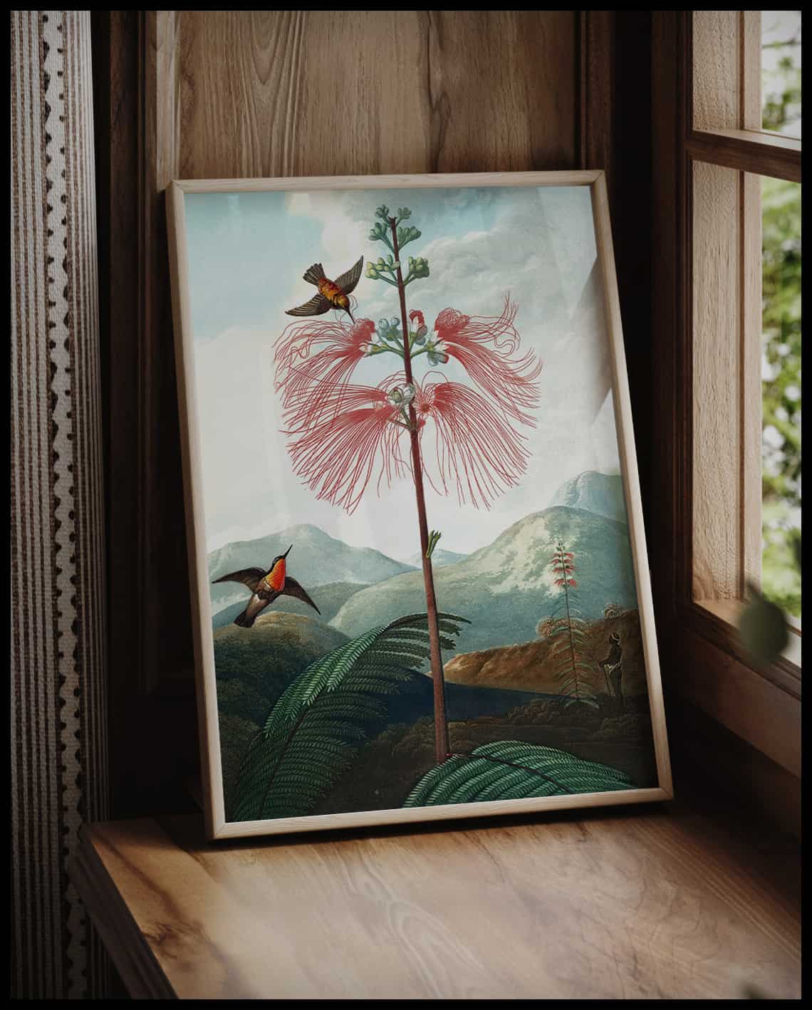 Large Flowering Sensitive Plant