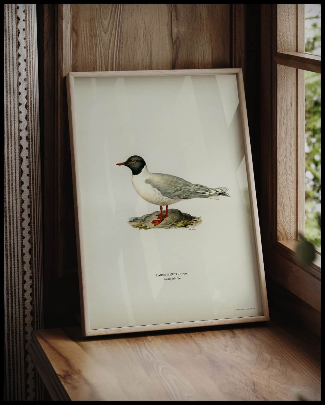 Larus Minutus Poster