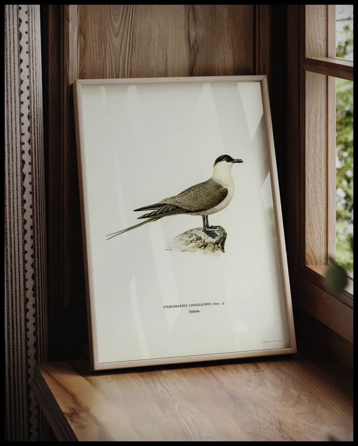 Stercorarius Longicaudus Poster