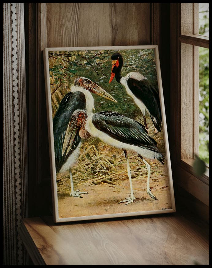 Marabou And Jabiru