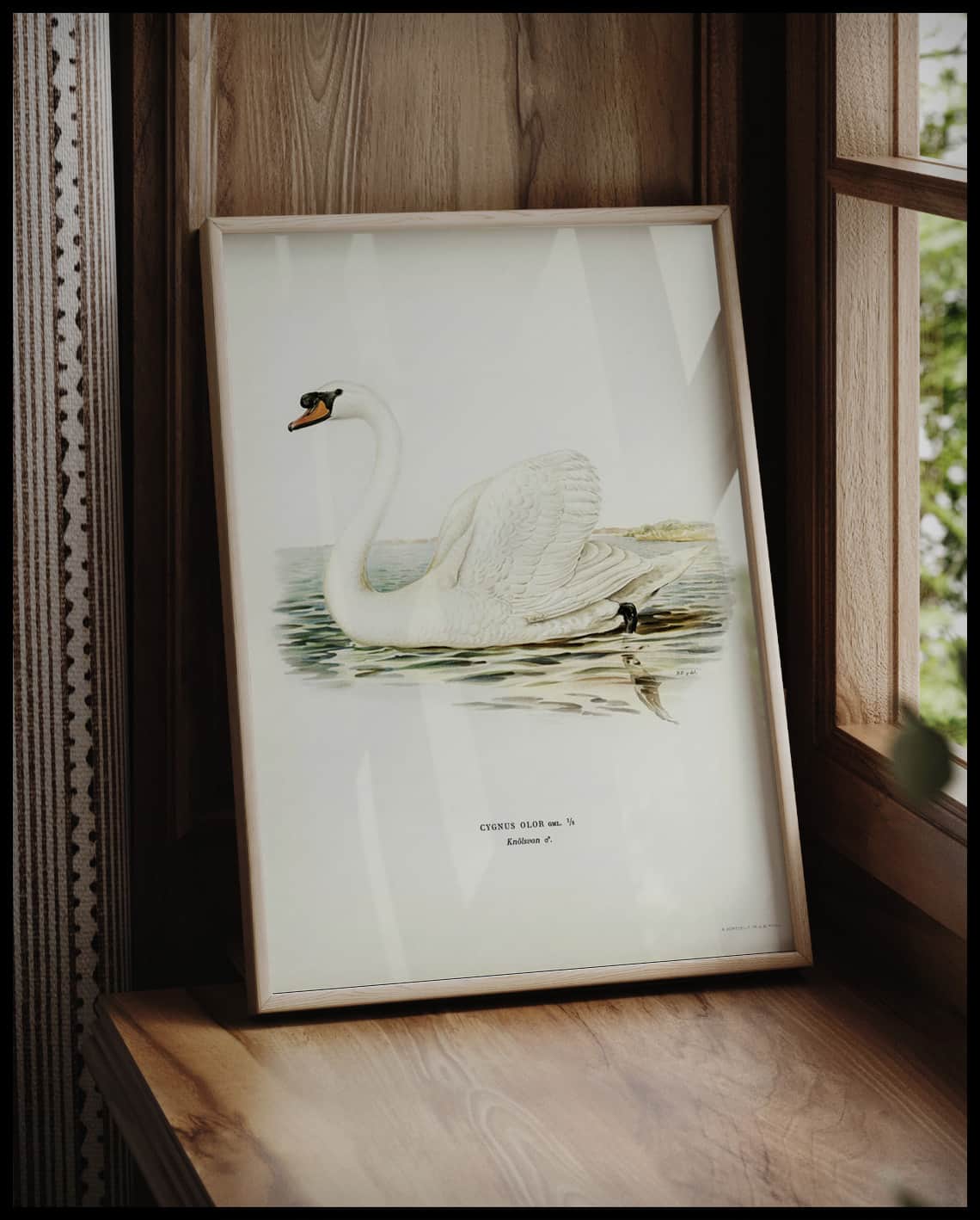 Cygnus Olor Poster