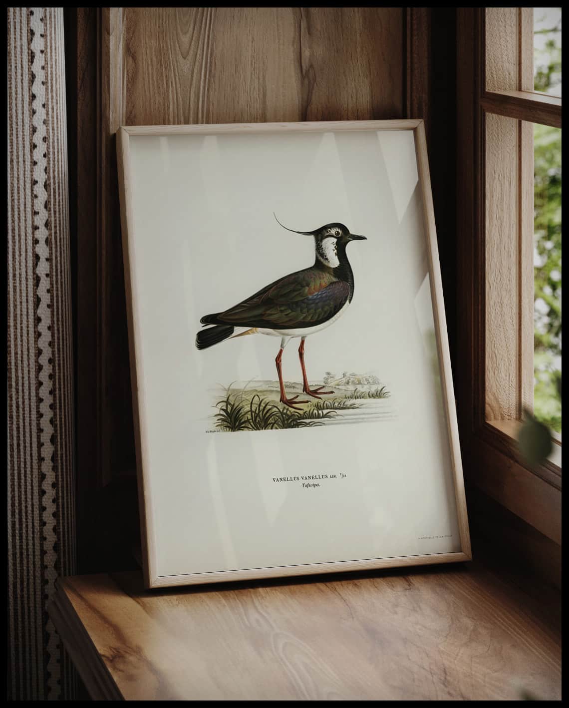 Vanellus Vanellus Poster