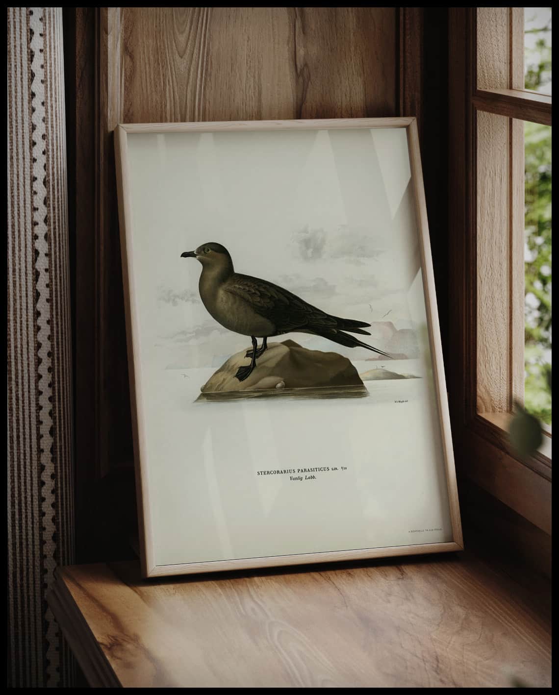 Stercorarius Parasiticus Poster