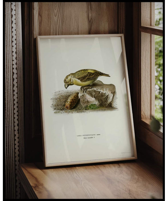 Loxia Pytyopsittacus Poster