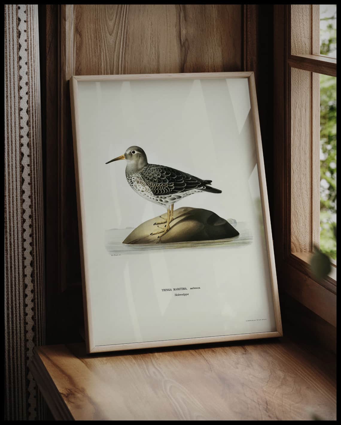 Tringa Maritima Poster